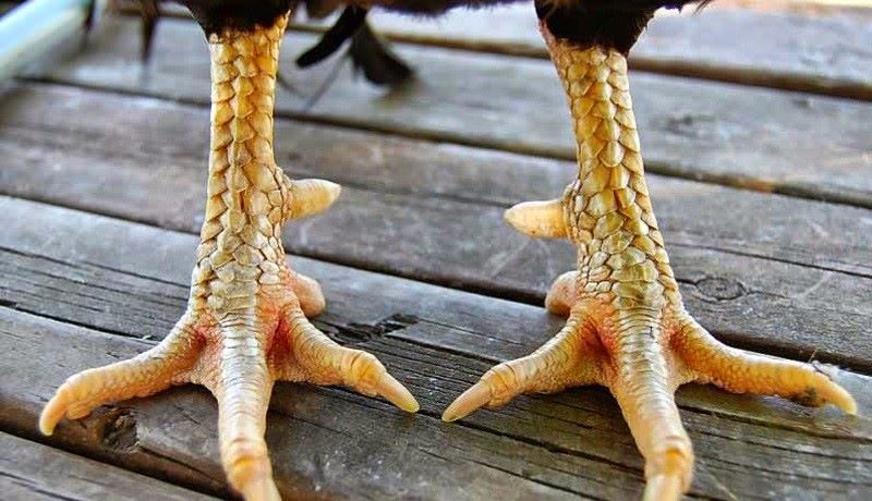 vảy gà 3 hàng lỡ