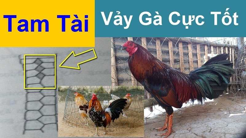 vảy tam tài phủ địa