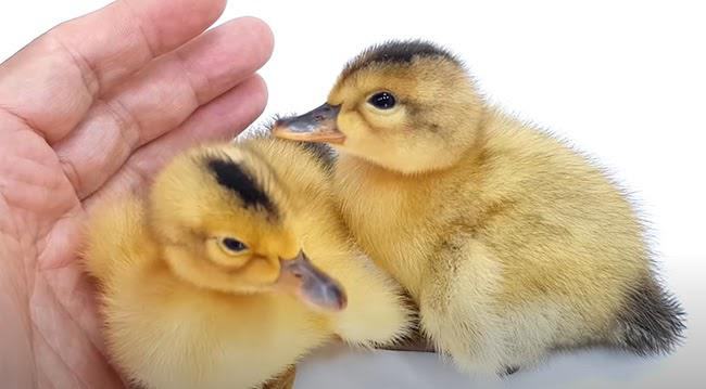 Nằm mơ thấy vịt con là điềm báo may mắn Nằm mơ thấy vịt con là điềm báo may mắn